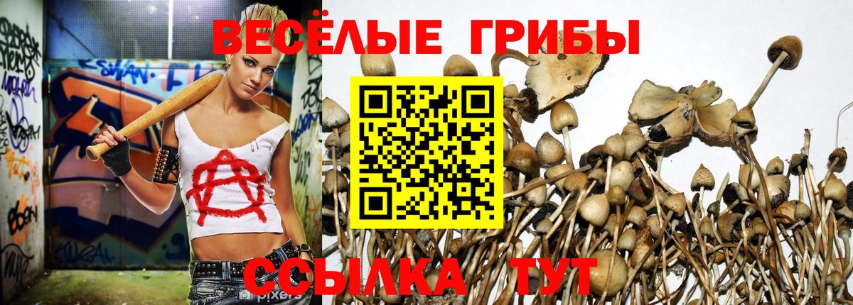 Галлюциногенные грибы Psilocybine cubensis  Вход с VPN  Беслан 